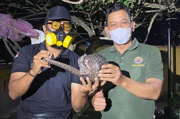 BKSDA evakuasi trenggiling dari areal bekas karhutla di Sampit