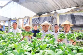 Lapas Manado budi daya sayur pakcoi bekali kemandirian warga binaan