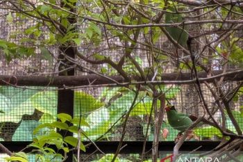 Burung Ekek Keling Sunda Kritis, begini tanggapan DPRD Jabar!