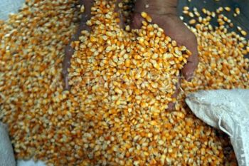 Bulog Sumut salurkan 930 ton jagung SPHP ke peternak jaga stabilitas