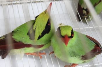 WALHI meminta perburuan ilegal Burung Ekek Keling Sunda ditindak tegas