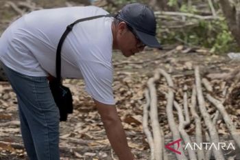 Cegah penebangan mangrove ilegal, Pantai Aruna Lampung diawasi ketat
