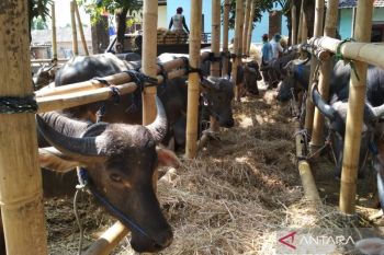 Vaksinasi PMK di Kudus sasar ribuan ekor ternak
