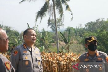 Kolaborasi Polri-petani Samarinda panen jagung tiga hektare