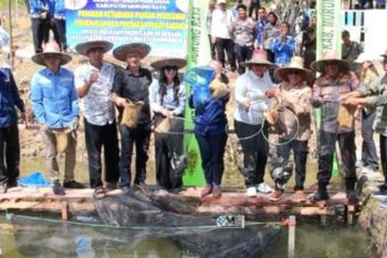 Pemkab Mura perkuat sektor perikanan melalui budidaya ikan nila
