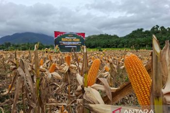 Bulog Kalimantan Barat percepat penyerapan jagung pipilan untuk capai target