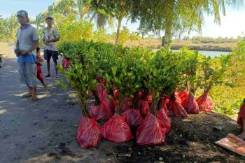 PLN UIP Nusra menanam 3.000 bibit mangrove di Ekowisata Padak Guar Lombok