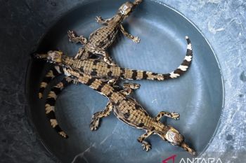 Evakuasi tiga anakan Buaya Sinyulong ungkap habitat barunya di Kalbar