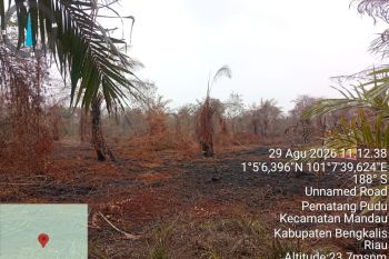 Pemilik kebun sawit di Bengkalis jadi tersangka pembakar lahan