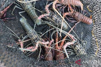Pasokan lobster menurun, pengepul cari pasokan dari luar