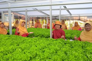 Dosen UMS dampingi KWT Kopen SAE kembangkan sayur hidroponik