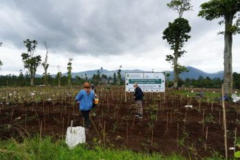 Pemprov Jabar: 22 hektare kebun teh di Ciater-Pangalengan telah direvitalisasi