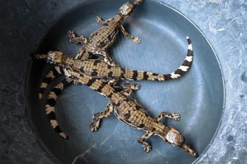 Three endangered false gharial hatchlings rescued in West Kalimantan