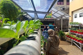 Pemkot Tangerang sebut "Urban farming" hadirkan ketahanan pangan dari rumah
