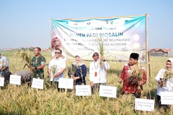 Panen padi biosalin, lahan eks rob di Pekalongan jadi produktif