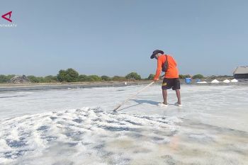 Produksi garam meningkat, petani dorong hilirisasi saat harga anjlok