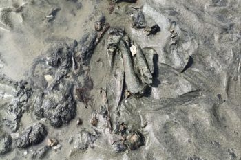 Polisi telusuri temuan tulang belulang manusia di pesisir pantai