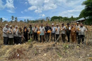 BRMP Aceh panen benih jagung varietas jakarin dan bisma bermutu tinggi