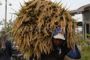 BPS: NTP-NTUP Sumut pada Agustus 2026 tumbuh positif