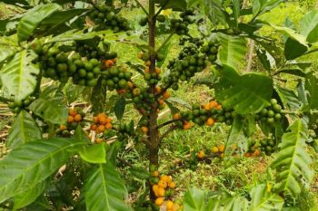Kopi liberika dan harapan yang tumbuh di Padi Jaya