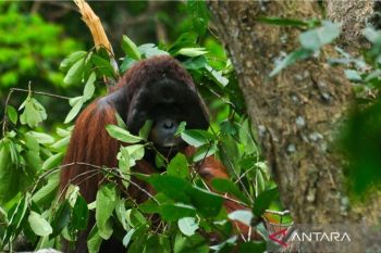 BKSDA Kalbar prioritaskan perlindungan Orangutan saat karhutla