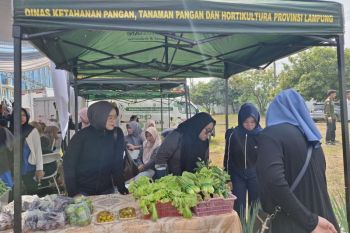 Total 1.000 bibit cabai telah dibagi di GPM
