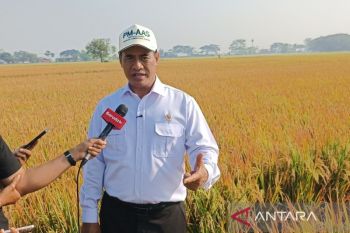 Kementan anggarkan 1 juta hektare benih untuk tingkatkan produksi