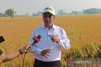 Indonesia to expand high-yield rice seeds nationwide