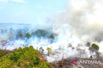 WALHI desak pemerintah tindak tegas korporasi pembakar lahan