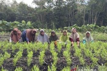 Perempuan Dusun Pinang menggerakkan kemandirian pangan dari Kebun Komunitas