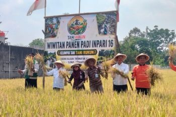 Petani Sleman panen padi 7,4 ton GKG per ha saat kemarau