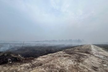 Pria 76 tahun jadi tersangka garap lahan di Suaka Margasatwa Giam Siak Kecil