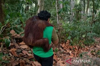BKSDA evakuasi 11 orang utan dari ancaman karhutla Samboja Kukar