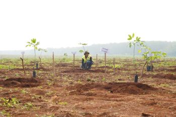 Pemprov Jabar terus kebut merevitalisasi 32 ha Kebun Karet Jalupang Subang