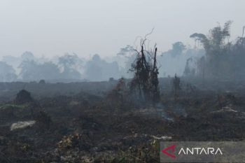 BKSDA Jambi pastikan kebakaran tidak mengganggu habitat gajah