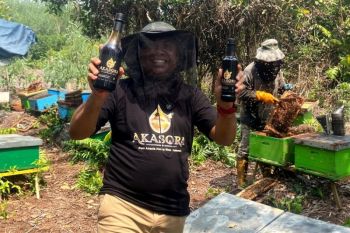 AKASORA resmi hadir: Madu premium murni dari hutan Akasia Riau
