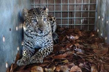 Kondisi macan tutul yang serang warga di Bandung sudah sehat