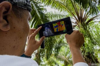 Muhammad Makky sosok ilmuan Unand yang berhasil ciptakan sensor kematangan buah sawit