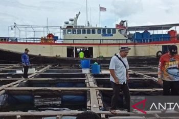 Belitung jajaki ekspor ikan kerapu ke negara Arab dan Eropa