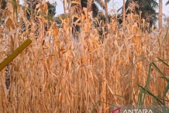 Dinas Pertanian Sulut siapkan tanaman tahan kekeringan
