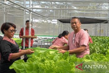 Unpatti kembangkan studi hidroponik guna dukung ketahanan pangan