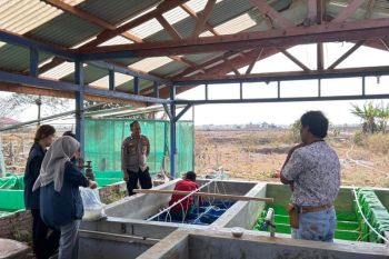TEP IPB mengembangkan pakan alternatif dan abon lele di Salor