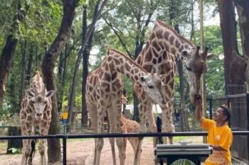 Penyesuaian tarif Ragunan demi pelayanan dan kesejahteraan satwa