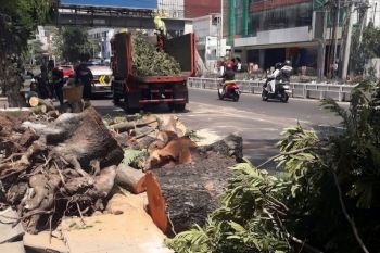 Pemkot Semarang segera evaluasi pemeliharaan RTH cegah pohon tumbang