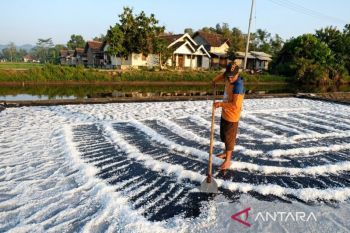 Petambak garam Lamongan sebut produksi 2026 lebih baik