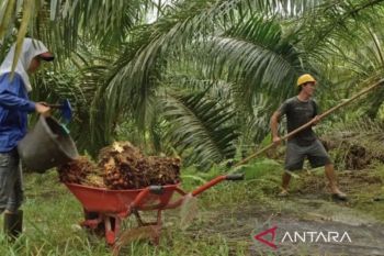 Harga TBS sawit di Kaltim Rp3.561 per kilogram