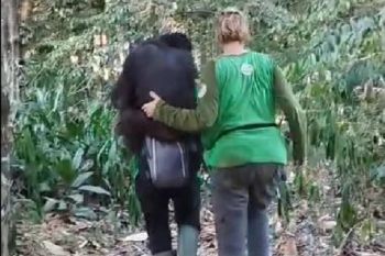 11 orangutans safely evacuated after forest fire in East Kalimantan