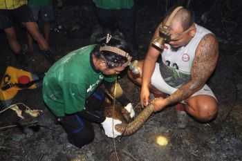 CAN Borneo selamatkan tenggiling terkepung karhutla di Berau