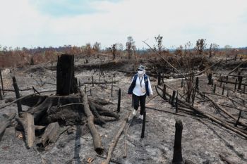 Ada bekas penebangan pohon di karhutla Bukit Tengkorak dekat IKN