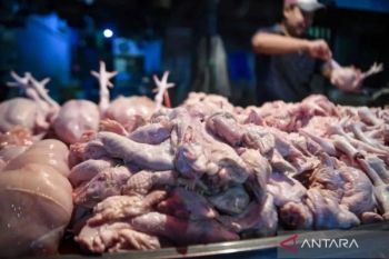 Kementan perkuat koperasi agar peternak ayam miliki posisi tawar